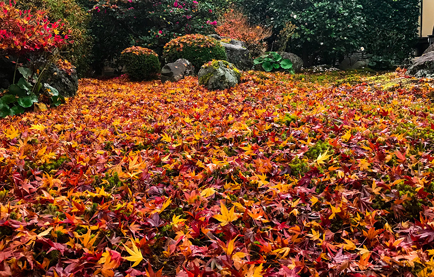 天得院の秋の紅葉の絨毯