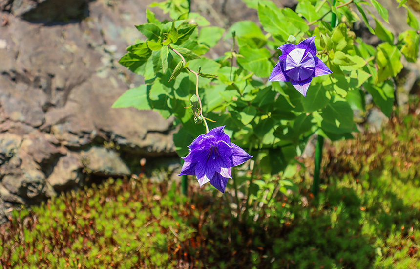 天得院_八重の桔梗02