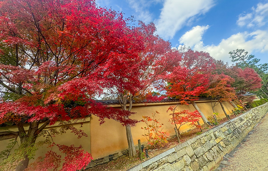 天得院_紅葉の土塀
