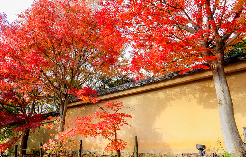 天得院_土塀の紅葉