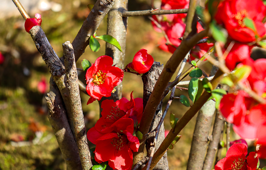 天得院の木瓜ボケの花